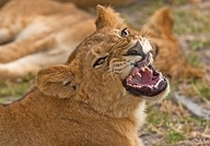 kבµ�phir yearling lion